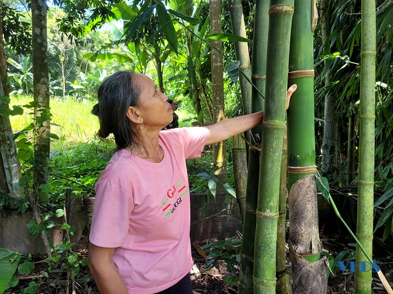 Triển vọng từ cây măng Bum