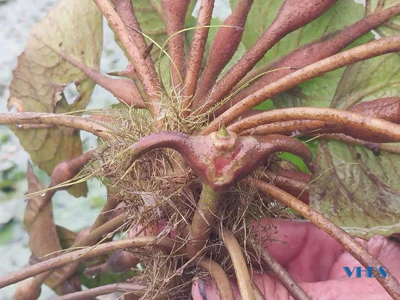 Bước xuống... đầm ấu