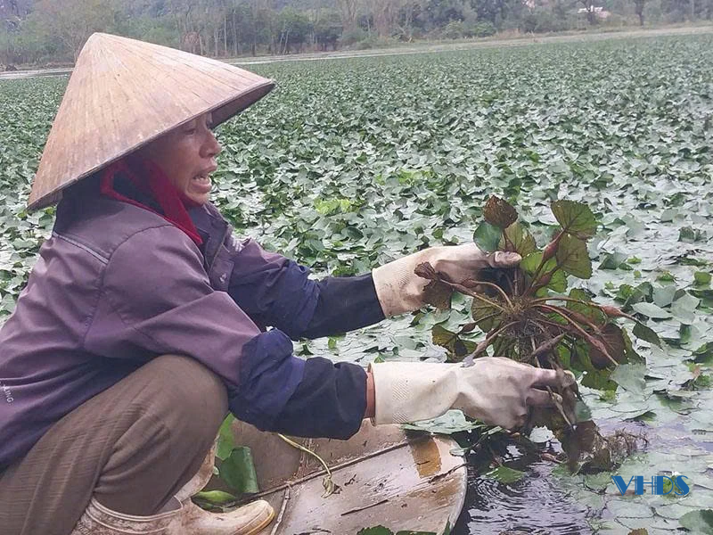 Bước xuống... đầm ấu