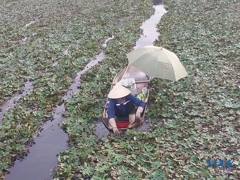 Bước xuống... đầm ấu