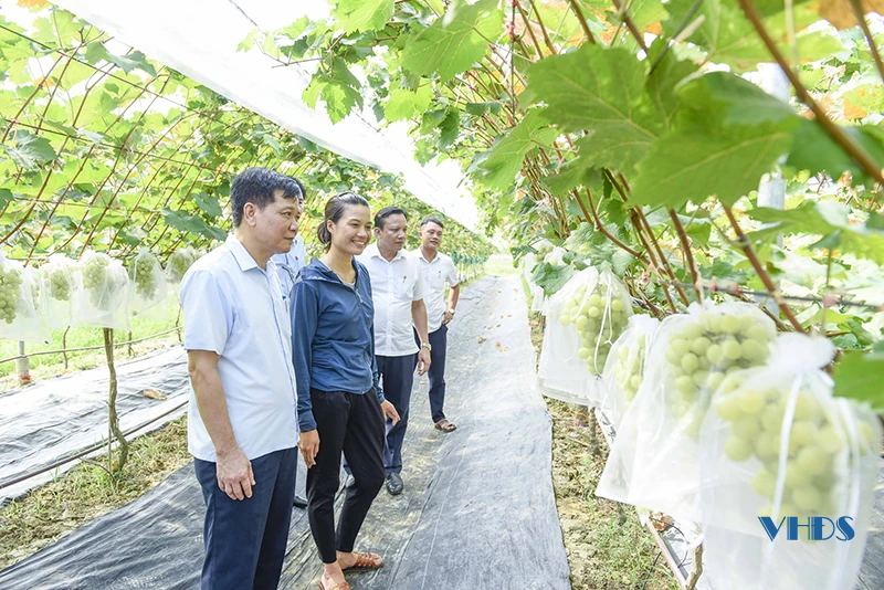 Cây nho trên đồng đất xứ Thanh