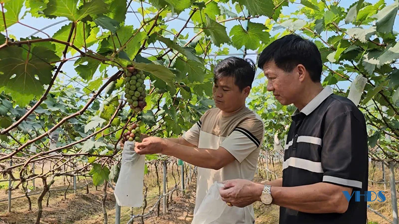 Cây nho trên đồng đất xứ Thanh