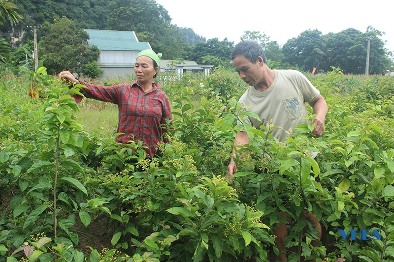 Dòng họ người Dao xã Cẩm Thạch nỗ lực vươn lên