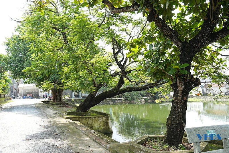 Đình Đồng Bồng - Nơi lưu giữ những giá trị văn hóa, lịch sử