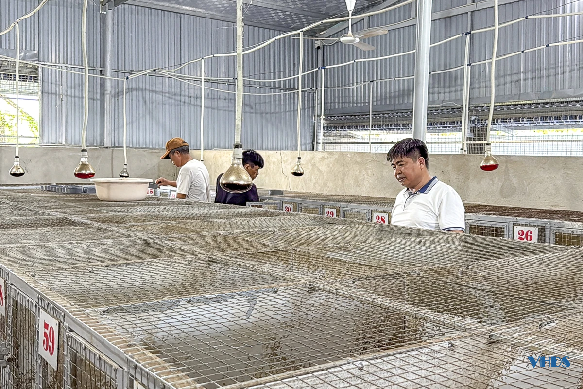 Từ lao động xuất khẩu đến ông chủ trang trại cầy hương thu hàng trăm triệu mỗi năm