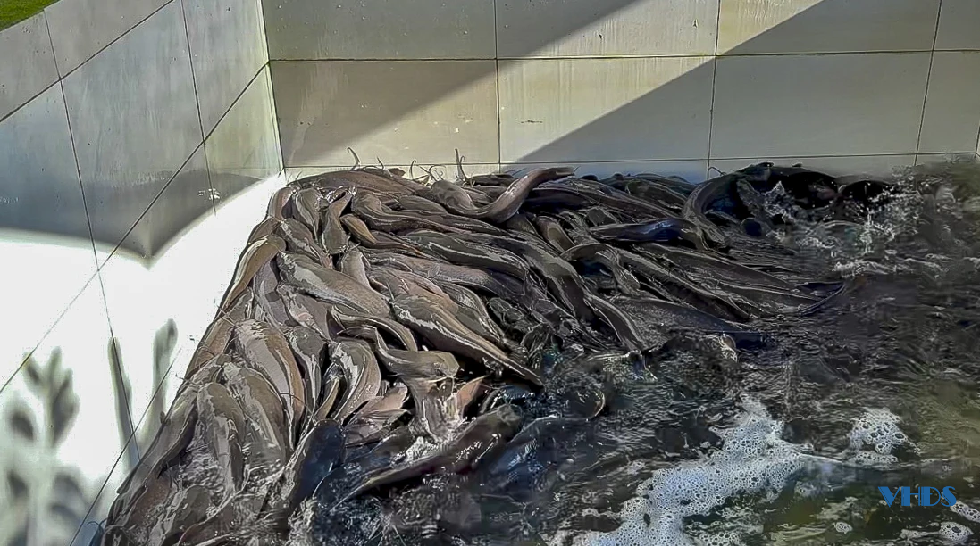 Từ lao động xuất khẩu đến ông chủ trang trại cầy hương thu hàng trăm triệu mỗi năm