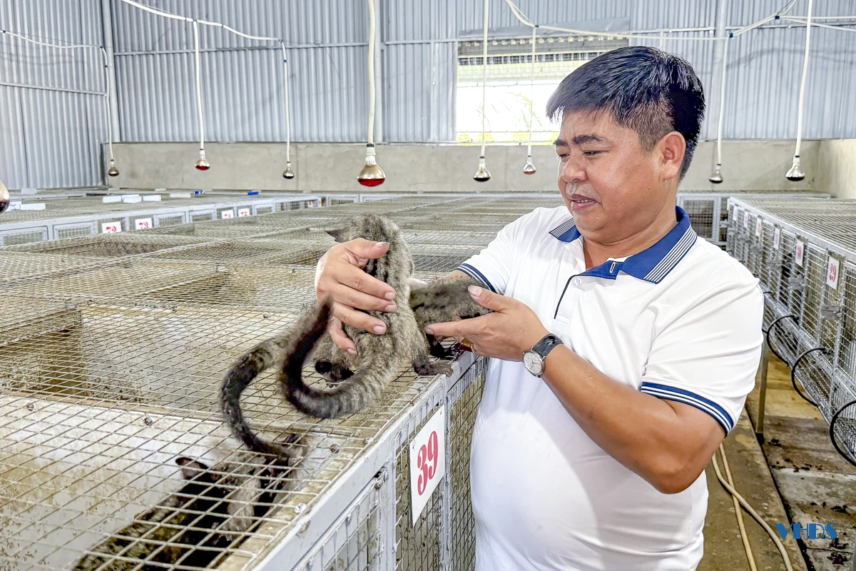 Từ lao động xuất khẩu đến ông chủ trang trại cầy hương thu hàng trăm triệu mỗi năm