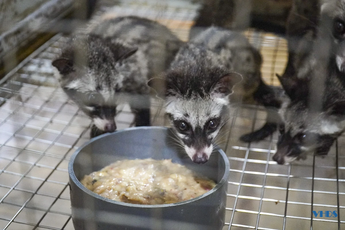 Từ lao động xuất khẩu đến ông chủ trang trại cầy hương thu hàng trăm triệu mỗi năm