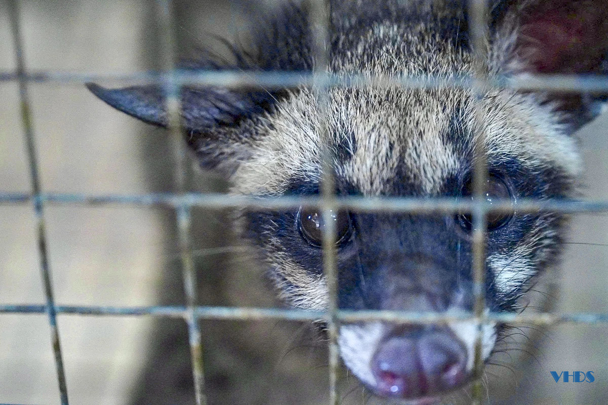 Từ lao động xuất khẩu đến ông chủ trang trại cầy hương thu hàng trăm triệu mỗi năm