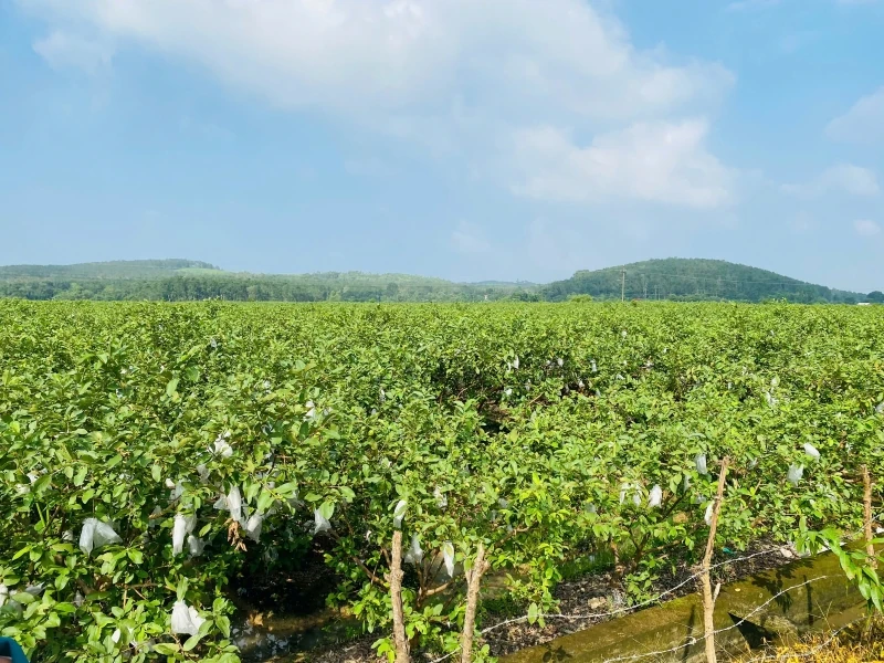 Cây ổi lê trên đất Hà Long