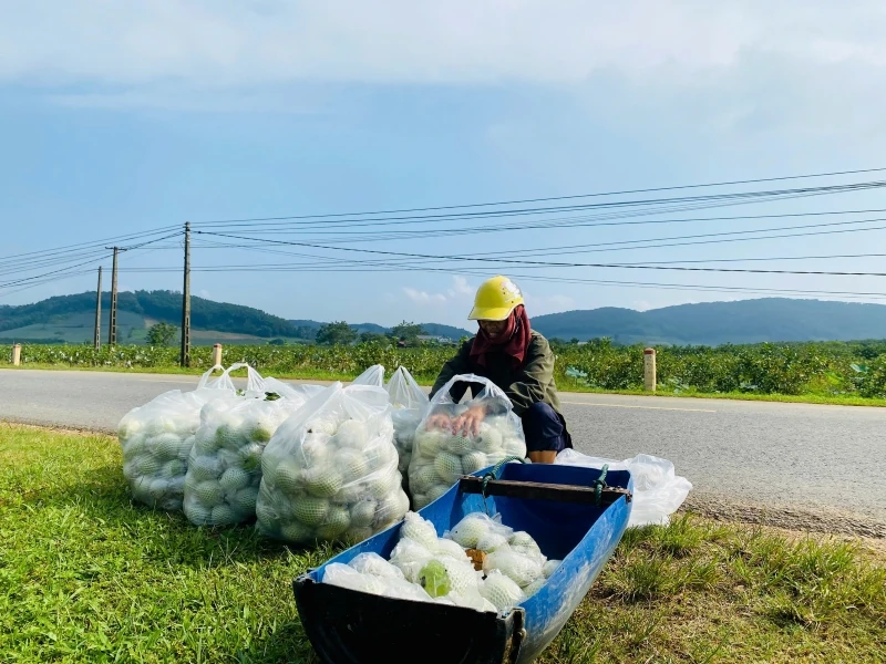 Cây ổi lê trên đất Hà Long
