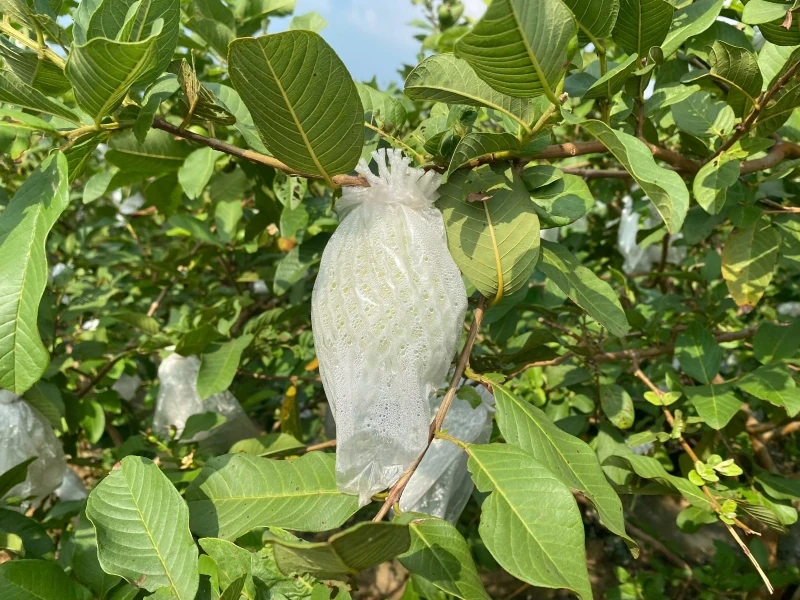 Cây ổi lê trên đất Hà Long