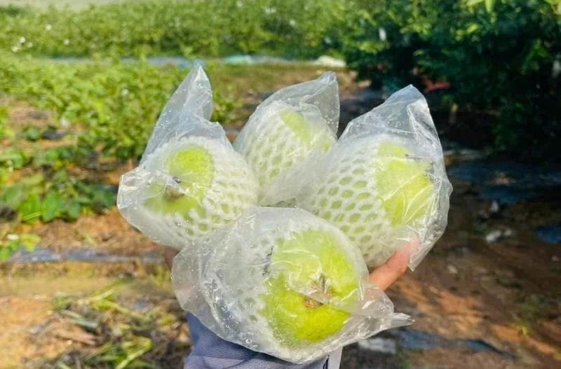 Cây ổi lê trên đất Hà Long