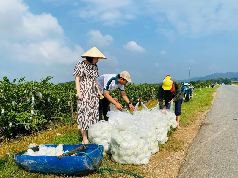 Cây ổi lê trên đất Hà Long