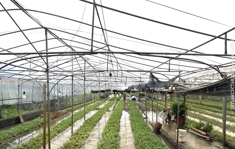 Ươm “chồi xanh” nơi rốn lũ