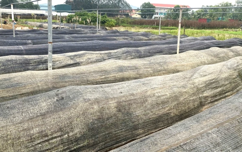 Thắm lại sắc hoa trên đồng đất Đông Cương