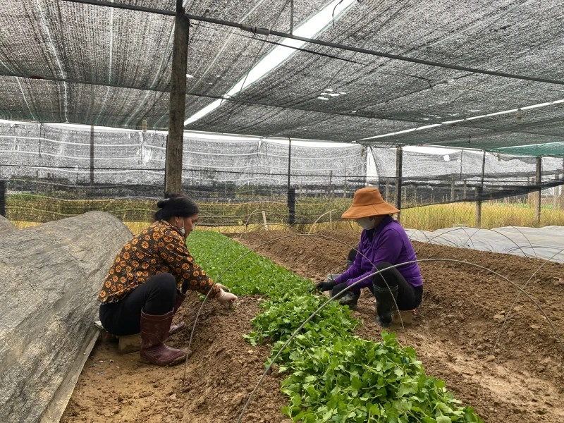 Thắm lại sắc hoa trên đồng đất Đông Cương