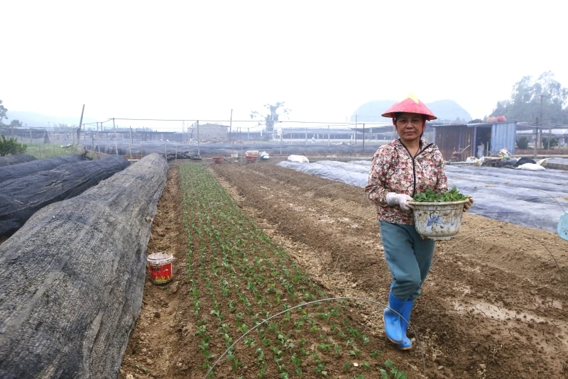 Thắm lại sắc hoa trên đồng đất Đông Cương