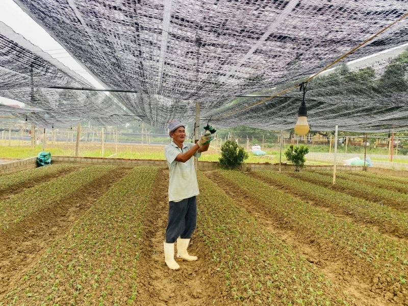 Thắm lại sắc hoa trên đồng đất Đông Cương