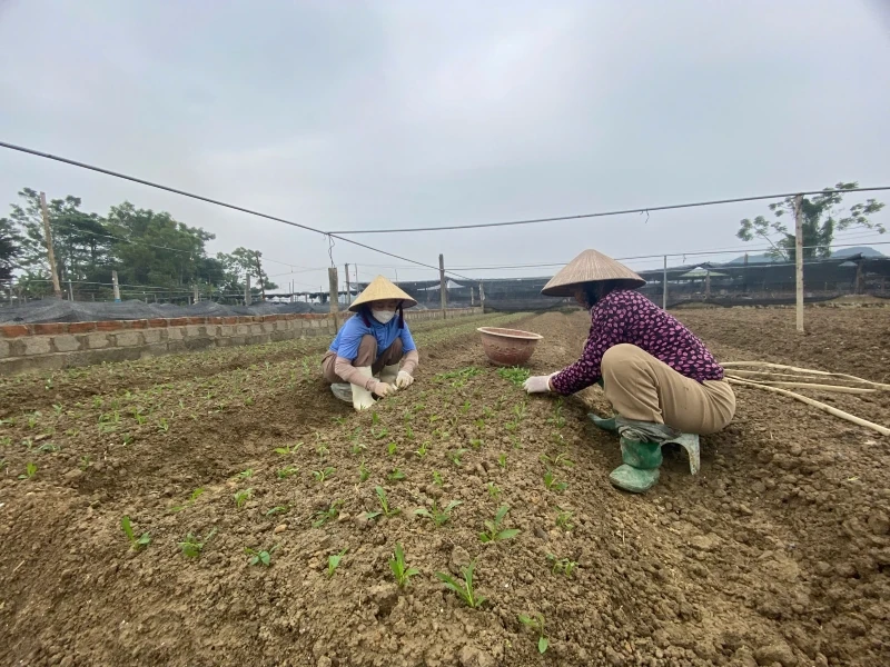 Thắm lại sắc hoa trên đồng đất Đông Cương