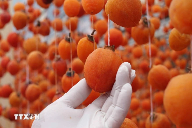 Khám phá mùa quả hồng trên cao nguyên Đà Lạt