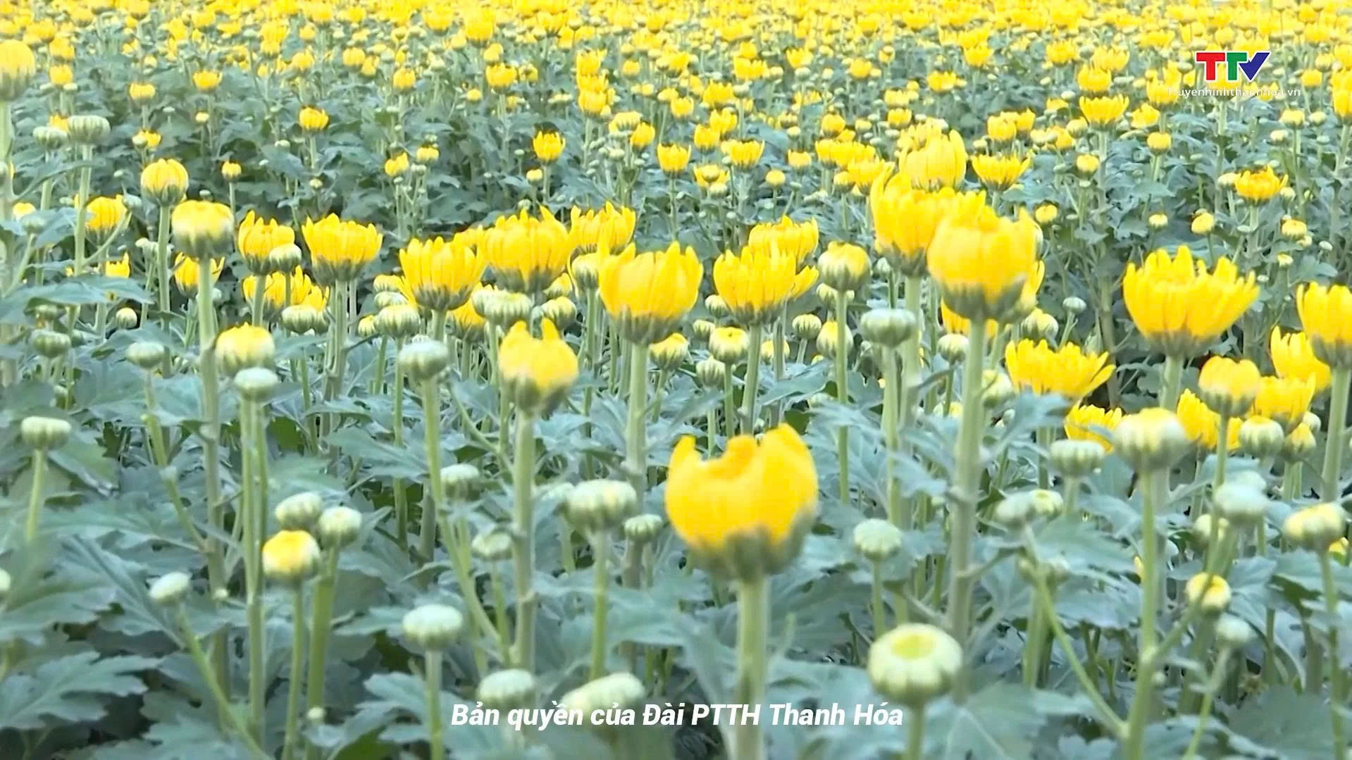 Những mùa hoa thương nhớ