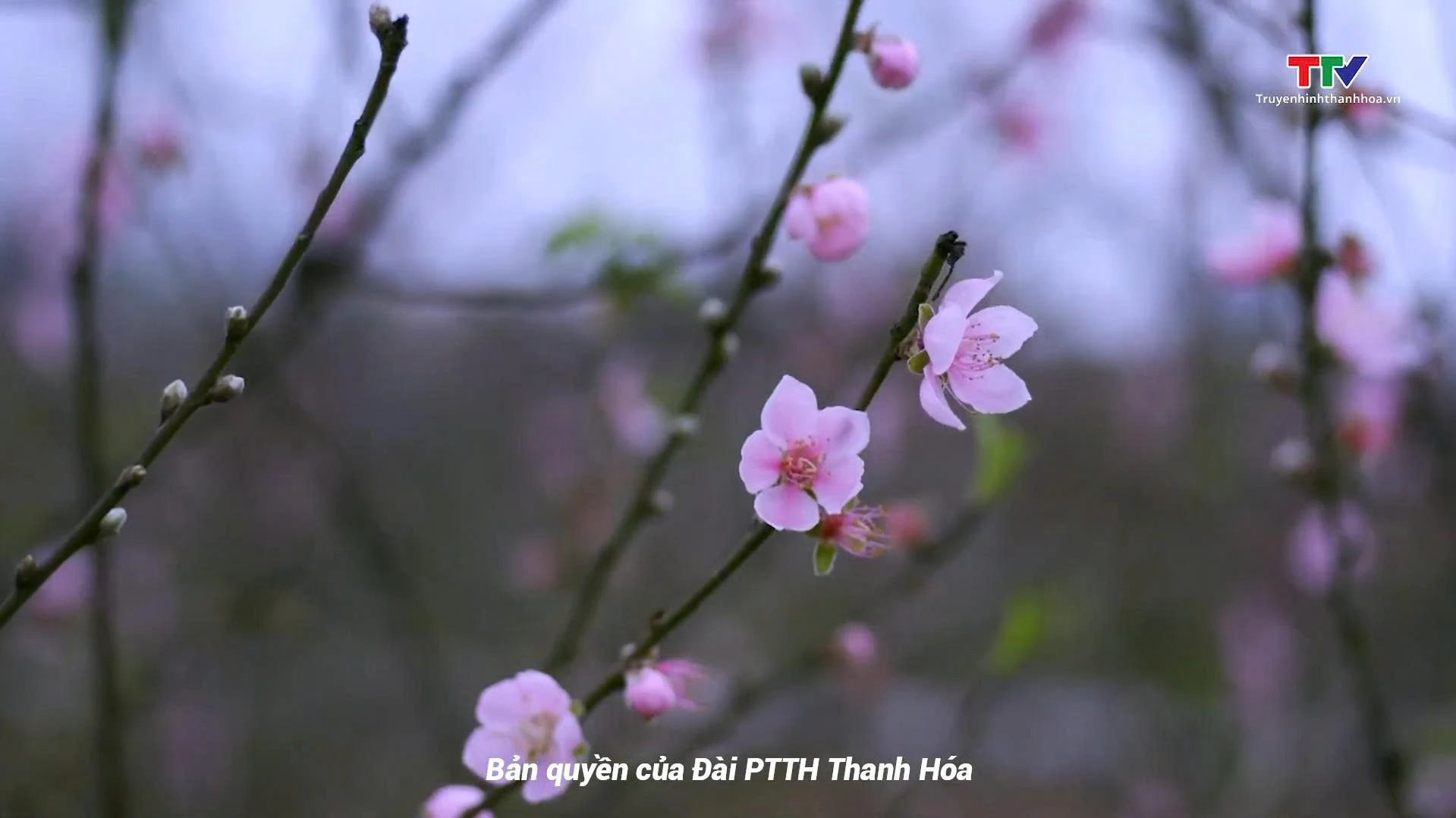 Những mùa hoa thương nhớ