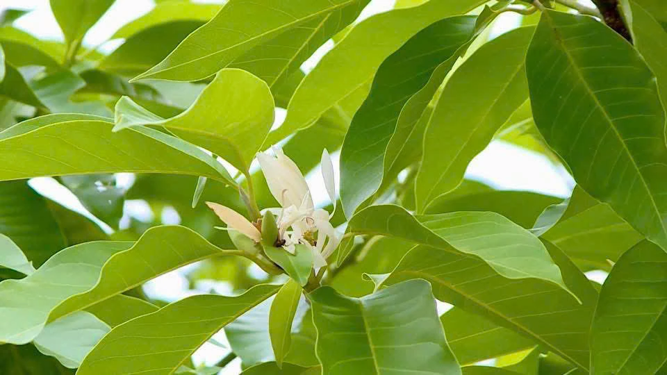Những mùa hoa thương nhớ