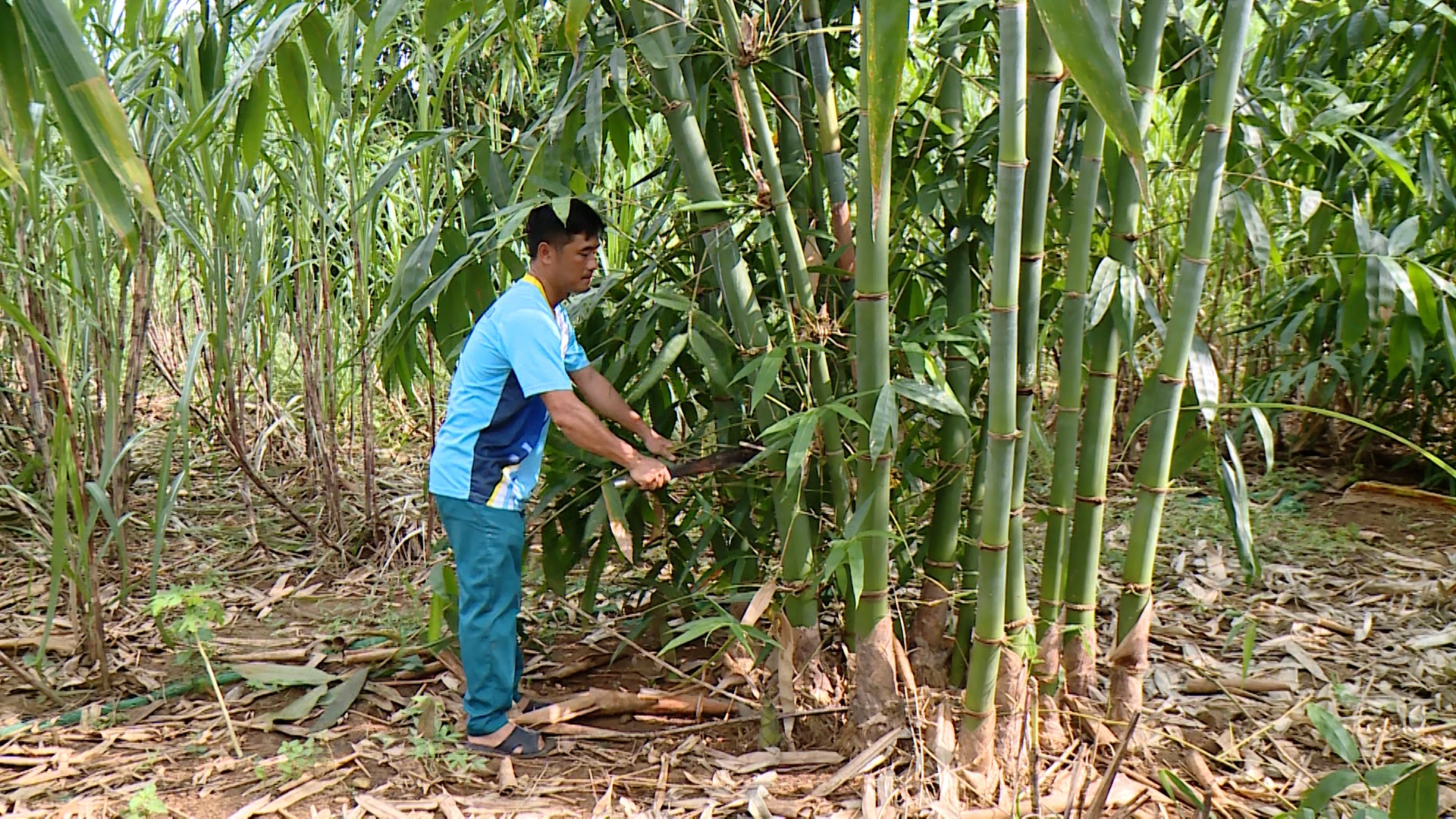 Chàng thanh niên nỗ lực thoát nghèo từ bàn tay trắng