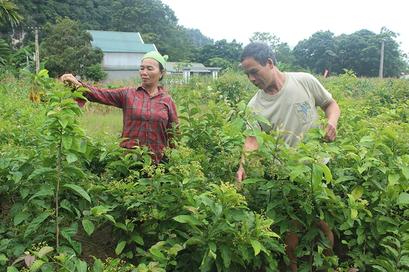 Triển vọng từ cây xạ đen