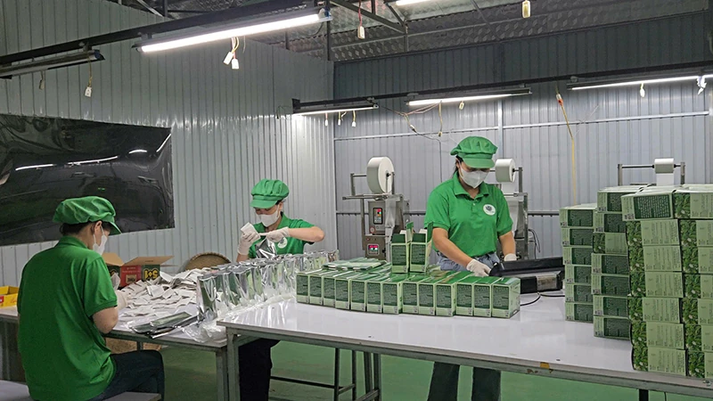 Triển vọng từ cây xạ đen