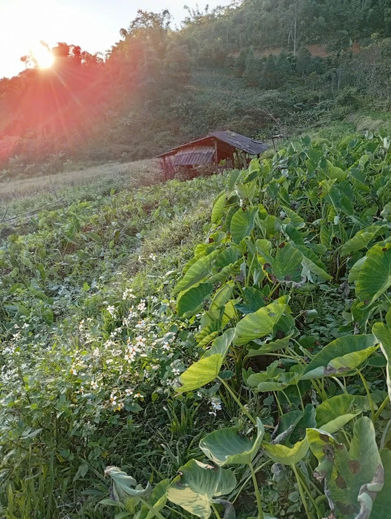 Về những cây trồng hạnh phúc (Bài 3): Cây khoai mán ruột vàng ở Ché Lầu