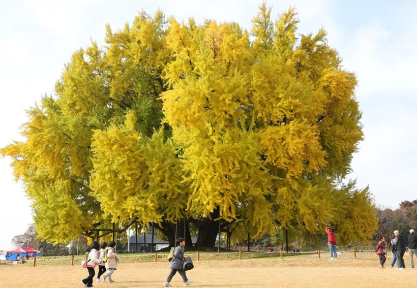 Người họa sỹ dành 6 năm để vẽ hàng trăm bức tranh về một cây bạch quả 1.300 tuổi