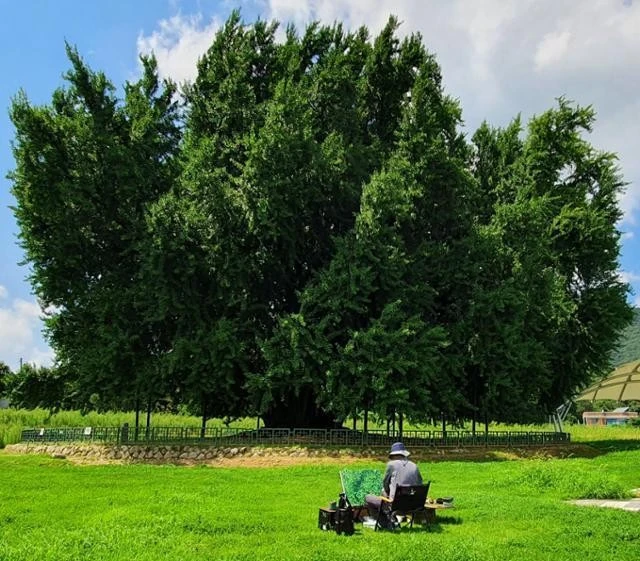 Người họa sỹ dành 6 năm để vẽ hàng trăm bức tranh về một cây bạch quả 1.300 tuổi