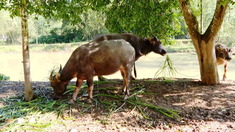 Tổng đàn trâu bò giảm mạnh