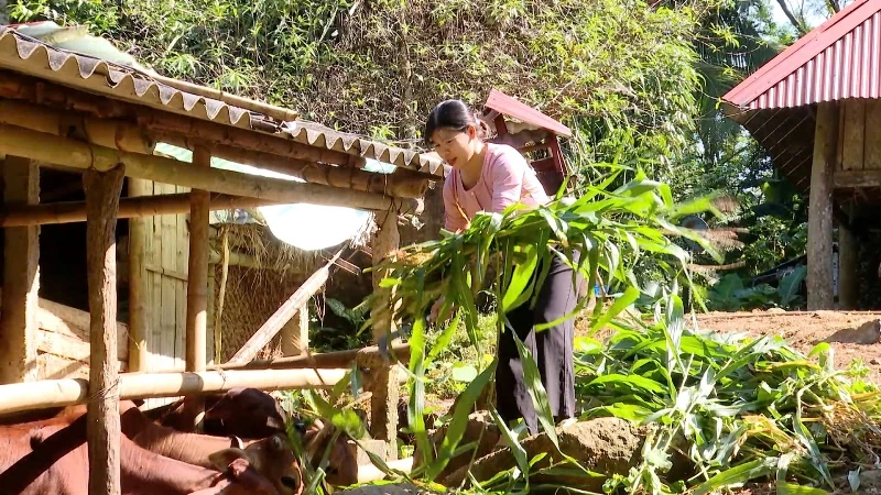 Tổng đàn trâu bò giảm mạnh