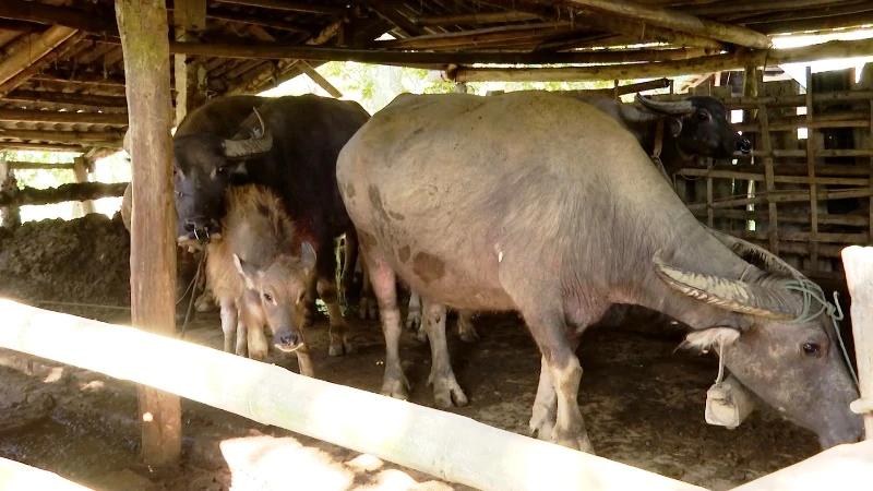 Tổng đàn trâu bò giảm mạnh