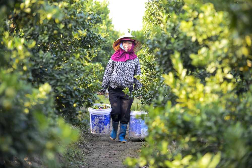 Làng quất Hợp Tiến vào vụ Tết: Nông dân chạy nước rút trước “mùa vàng”