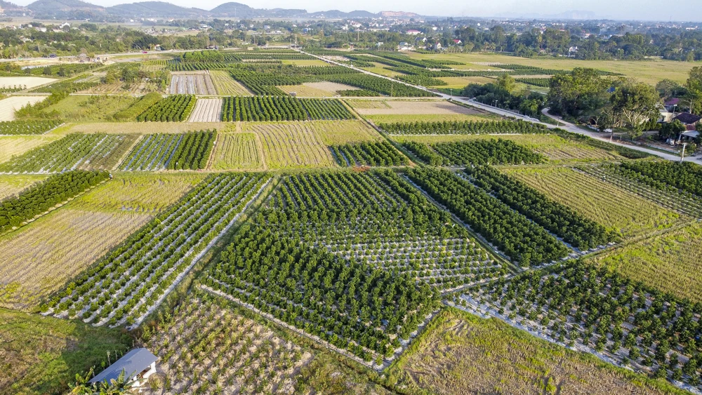Làng quất Hợp Tiến vào vụ Tết: Nông dân chạy nước rút trước “mùa vàng”