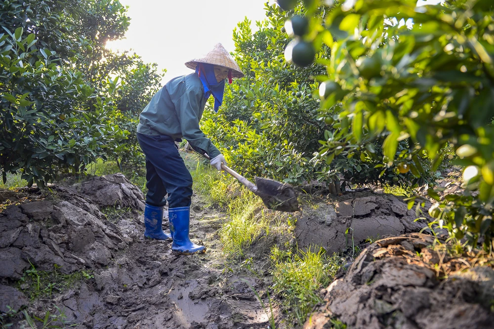 Làng quất Hợp Tiến vào vụ Tết: Nông dân chạy nước rút trước “mùa vàng”