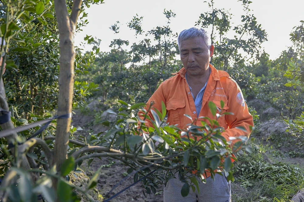 Làng quất Hợp Tiến vào vụ Tết: Nông dân chạy nước rút trước “mùa vàng”