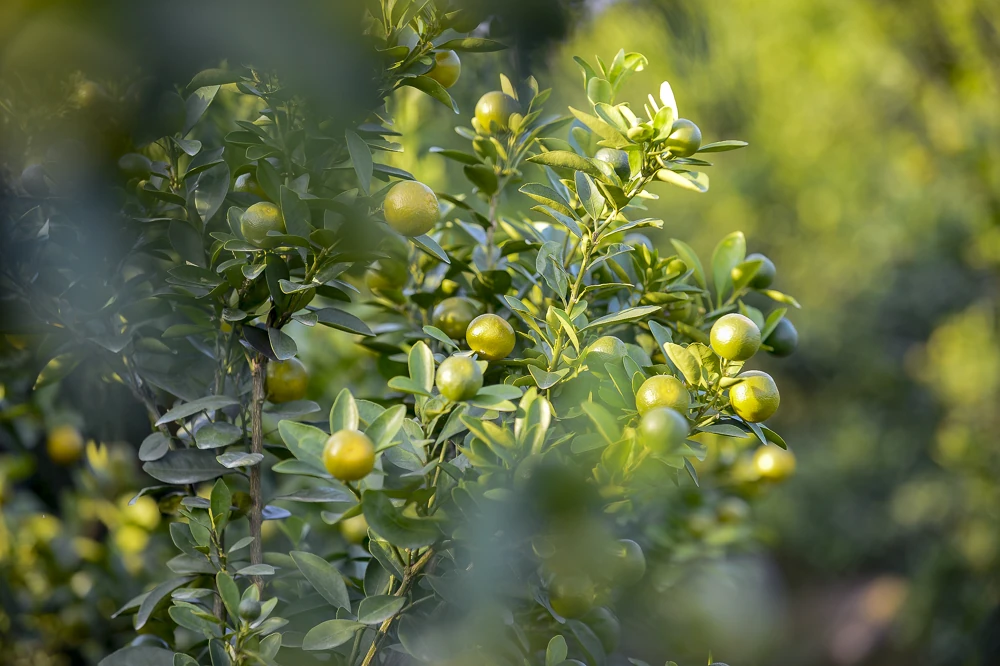 Làng quất Hợp Tiến vào vụ Tết: Nông dân chạy nước rút trước “mùa vàng”