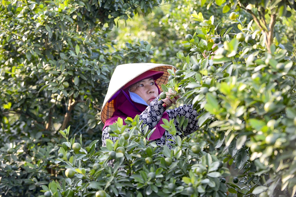 Làng quất Hợp Tiến vào vụ Tết: Nông dân chạy nước rút trước “mùa vàng”