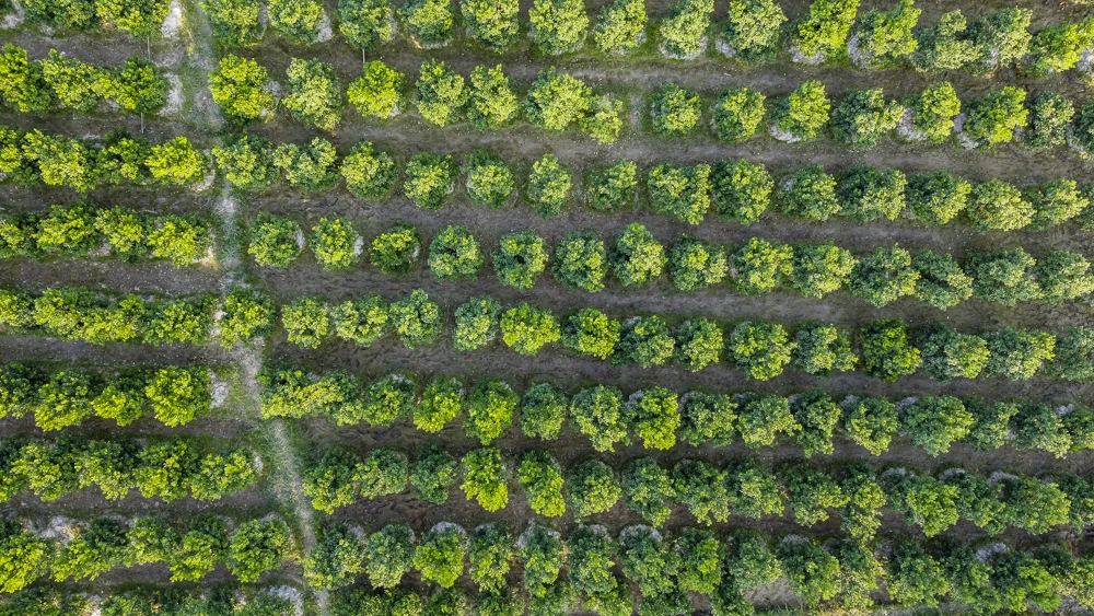 Làng quất Hợp Tiến vào vụ Tết: Nông dân chạy nước rút trước “mùa vàng”