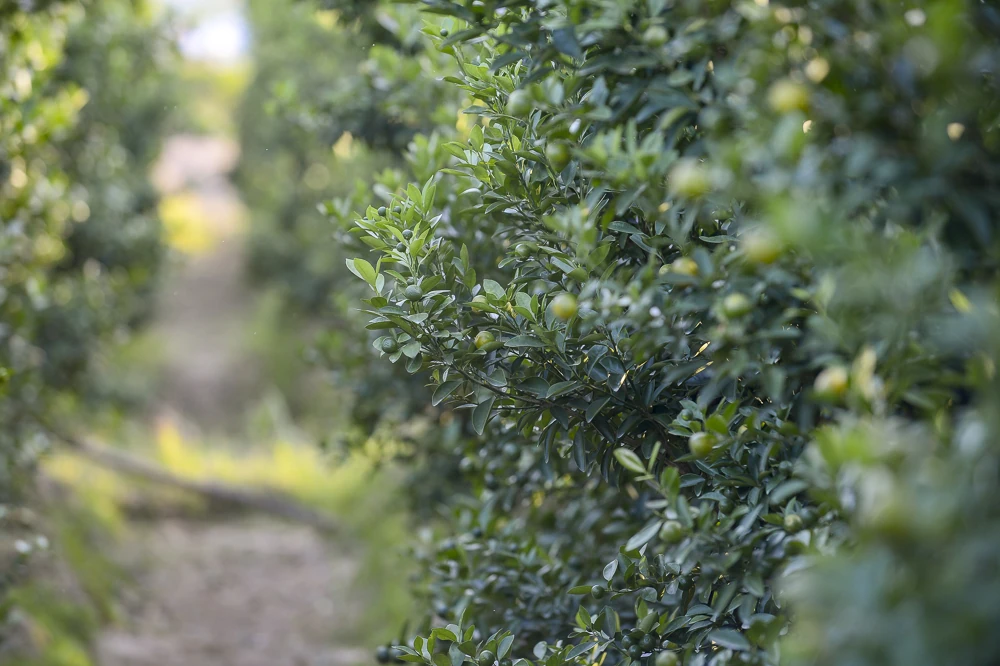 Làng quất Hợp Tiến vào vụ Tết: Nông dân chạy nước rút trước “mùa vàng”