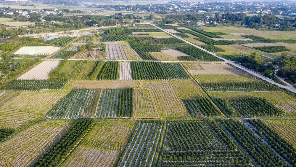 Làng quất Hợp Tiến vào vụ Tết: Nông dân chạy nước rút trước “mùa vàng”