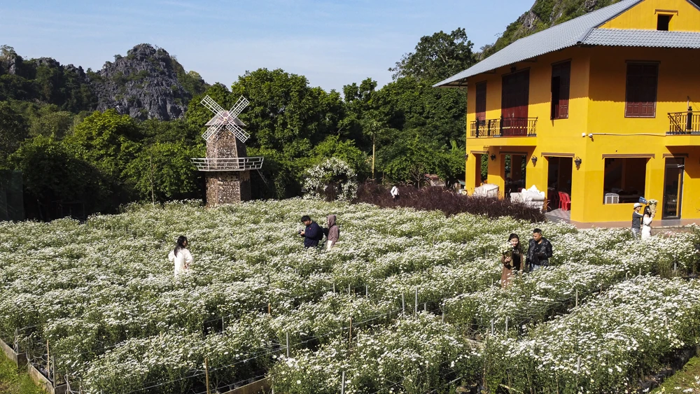 Mùa cúc họa mi ở xứ Thanh nở rộ, giới trẻ nô nức check-in