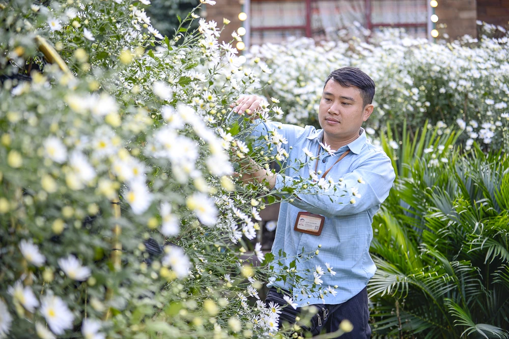 Mùa cúc họa mi ở xứ Thanh nở rộ, giới trẻ nô nức check-in