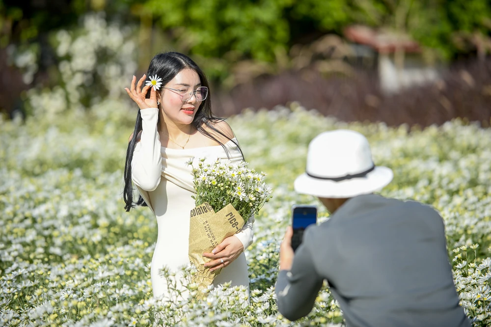 Mùa cúc họa mi ở xứ Thanh nở rộ, giới trẻ nô nức check-in