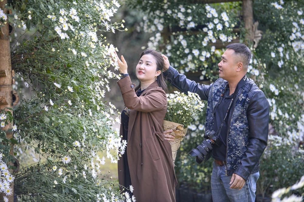 Mùa cúc họa mi ở xứ Thanh nở rộ, giới trẻ nô nức check-in